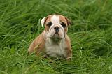 BULLDOG ANGLAIS 196